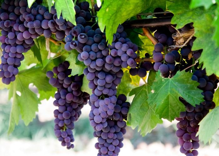 grapes import export service company