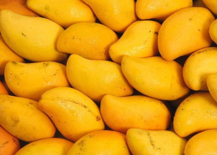 mango import export service company